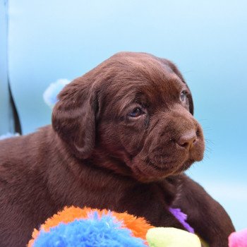 chiot Retriever du Labrador chocolat Collier rouge élevage du Fond de la Noye