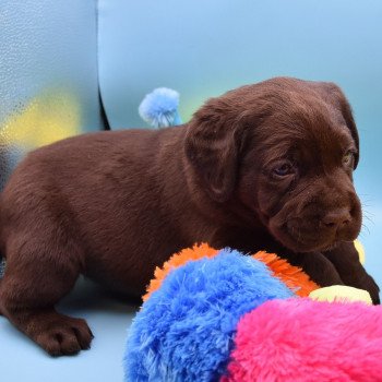 chiot Retriever du Labrador chocolat Collier rouge élevage du Fond de la Noye