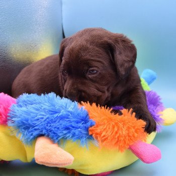 chiot Retriever du Labrador chocolat Collier rouge élevage du Fond de la Noye