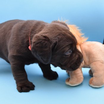 chiot Retriever du Labrador chocolat Collier rouge élevage du Fond de la Noye