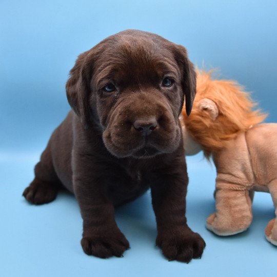 Saba du Fond de la Noye Femelle Retriever du Labrador