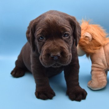 chiot Retriever du Labrador chocolat Collier rouge élevage du Fond de la Noye