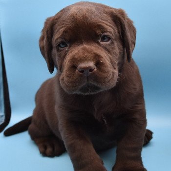 chiot Retriever du Labrador chocolat Collier rouge élevage du Fond de la Noye