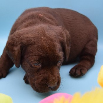 chiot Retriever du Labrador chocolat Collier rouge élevage du Fond de la Noye