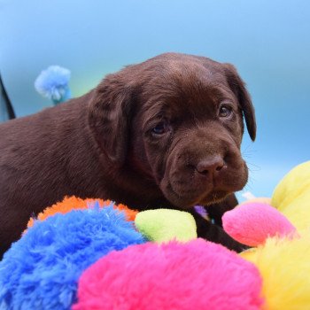 chiot Retriever du Labrador chocolat Collier rouge élevage du Fond de la Noye