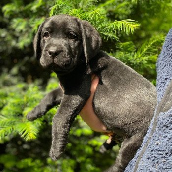 chiot Retriever du Labrador Noir Collier rouge élevage du Fond de la Noye