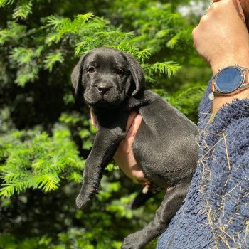 chiot Retriever du Labrador Noir Collier rouge élevage du Fond de la Noye