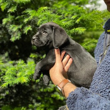 chiot Retriever du Labrador Noir Collier rouge élevage du Fond de la Noye chiot Retriever du Labrador Noir Collier rouge élevage du Fond de la Noye