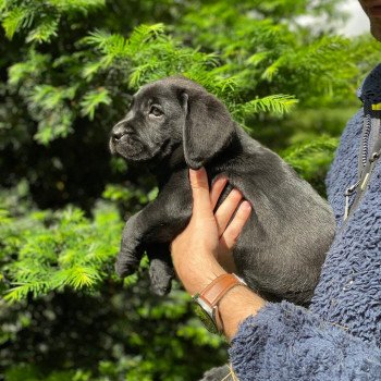 chiot Retriever du Labrador Noir Collier rouge élevage du Fond de la Noye