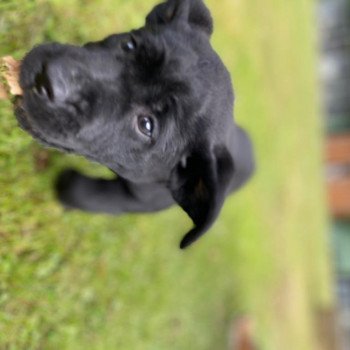 chiot Retriever du Labrador Noir Collier rouge élevage du Fond de la Noye