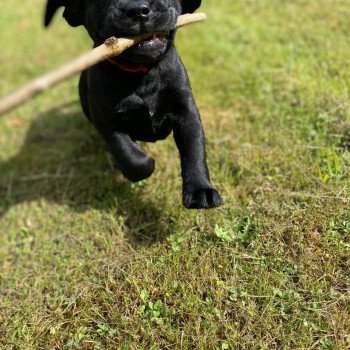 chiot Retriever du Labrador Noir Collier rouge élevage du Fond de la Noye