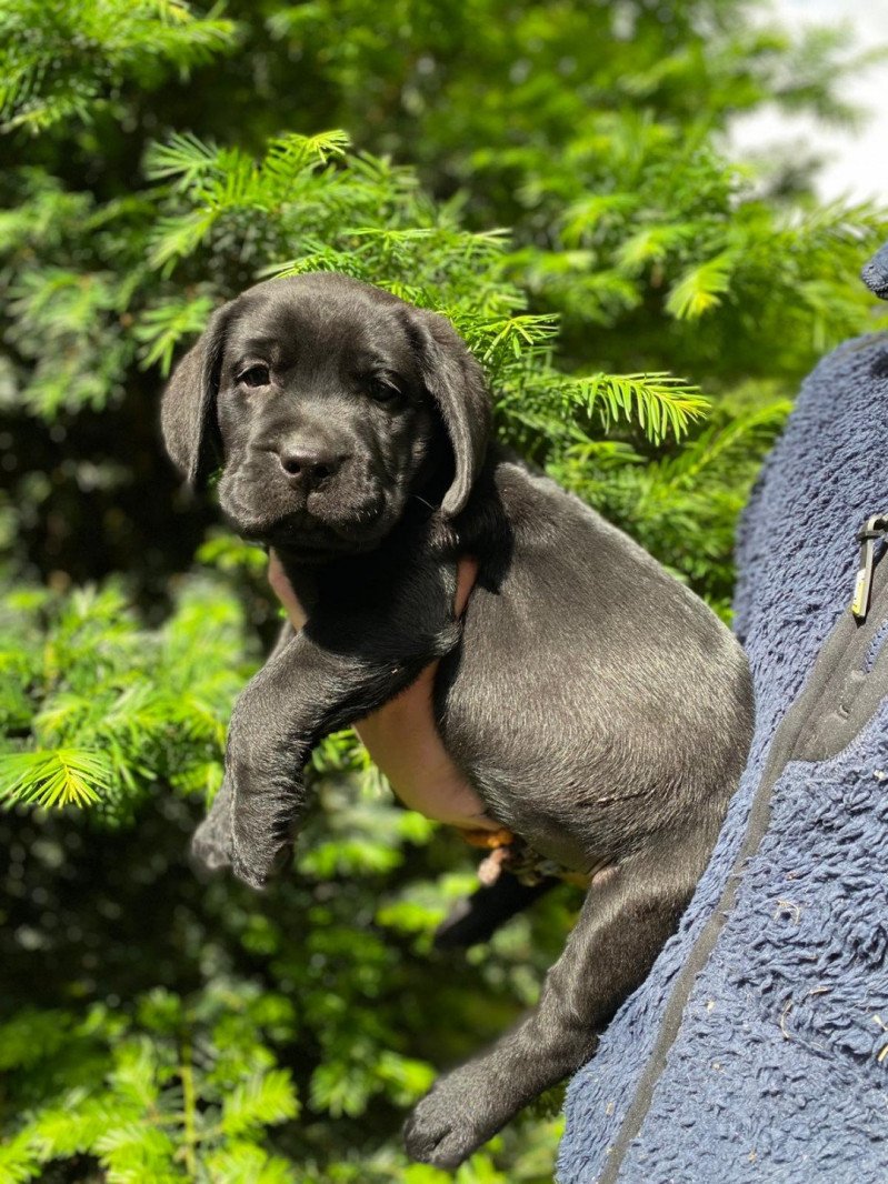 Ted du Fond de la Noye Mâle Retriever du Labrador