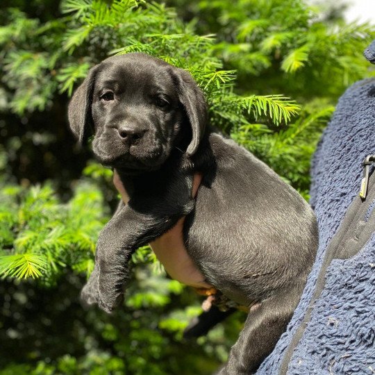 Ted du Fond de la Noye Mâle Retriever du Labrador