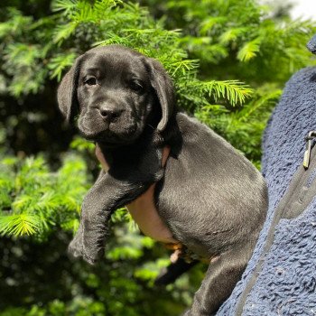 chiot Retriever du Labrador Noir Collier rouge élevage du Fond de la Noye