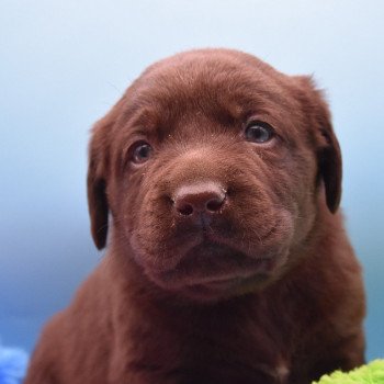 chiot Retriever du Labrador chocolat Collier rouge élevage du Fond de la Noye