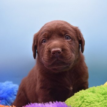 chiot Retriever du Labrador chocolat Collier rouge élevage du Fond de la Noye