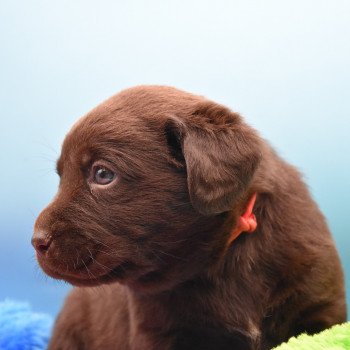 chiot Retriever du Labrador chocolat Collier rouge élevage du Fond de la Noye