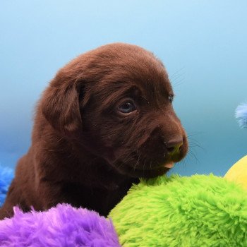 chiot Retriever du Labrador chocolat Collier rouge élevage du Fond de la Noye