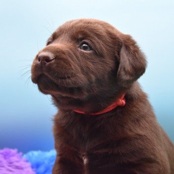 chiot Retriever du Labrador chocolat Collier rouge élevage du Fond de la Noye