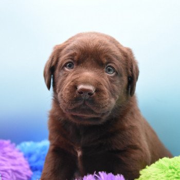 chiot Retriever du Labrador chocolat Collier rouge élevage du Fond de la Noye