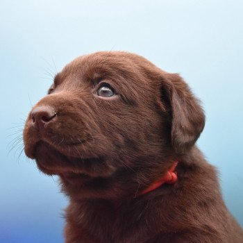 chiot Retriever du Labrador chocolat Collier rouge élevage du Fond de la Noye