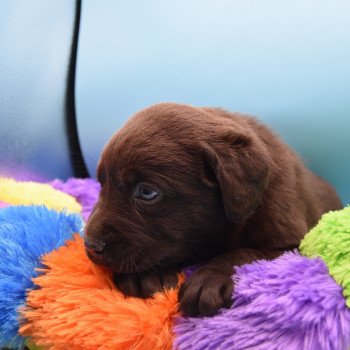 chiot Retriever du Labrador chocolat Collier rouge élevage du Fond de la Noye