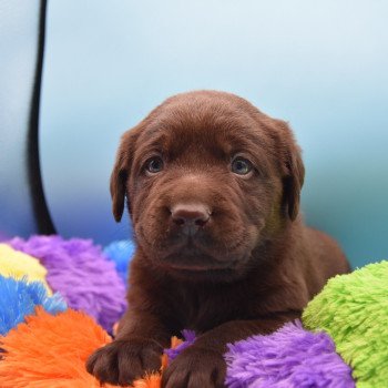 chiot Retriever du Labrador chocolat Collier rouge élevage du Fond de la Noye