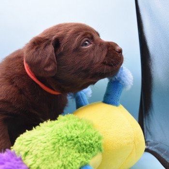 chiot Retriever du Labrador chocolat Collier rouge élevage du Fond de la Noye