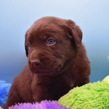 chiot Retriever du Labrador chocolat Collier rouge élevage du Fond de la Noye chiot Retriever du Labrador chocolat Collier rouge élevage du Fond de la Noye