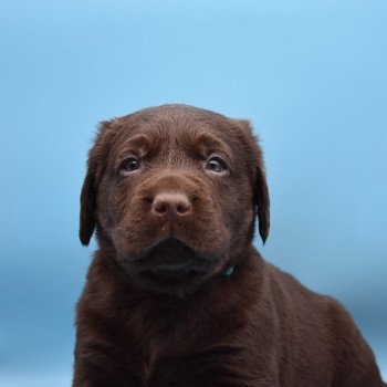 chiot Retriever du Labrador chocolat Collier turquoise élevage du Fond de la Noye chiot Retriever du Labrador chocolat Collier turquoise élevage du Fond de la Noye