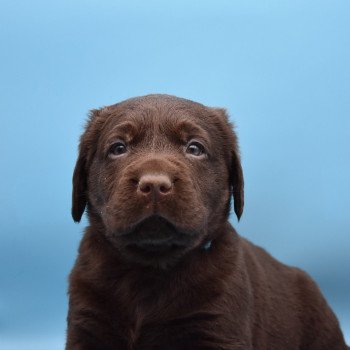 chiot Retriever du Labrador chocolat Collier turquoise élevage du Fond de la Noye