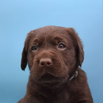 chiot Retriever du Labrador chocolat Collier turquoise élevage du Fond de la Noye chiot Retriever du Labrador chocolat Collier turquoise élevage du Fond de la Noye