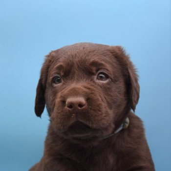 chiot Retriever du Labrador chocolat Collier turquoise élevage du Fond de la Noye