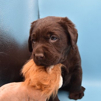 chiot Retriever du Labrador chocolat Collier turquoise élevage du Fond de la Noye chiot Retriever du Labrador chocolat Collier turquoise élevage du Fond de la Noye