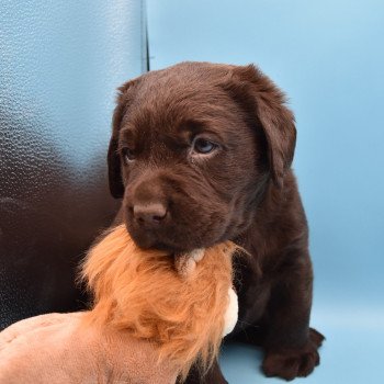 chiot Retriever du Labrador chocolat Collier turquoise élevage du Fond de la Noye