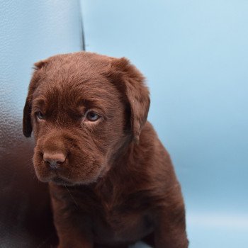 chiot Retriever du Labrador chocolat Collier turquoise élevage du Fond de la Noye