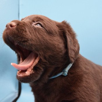 chiot Retriever du Labrador chocolat Collier turquoise élevage du Fond de la Noye