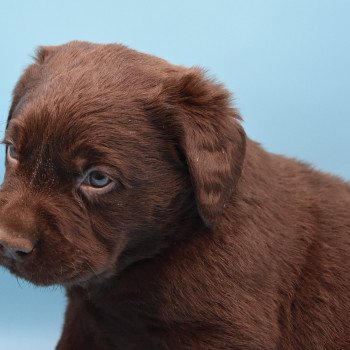 chiot Retriever du Labrador chocolat Collier turquoise élevage du Fond de la Noye