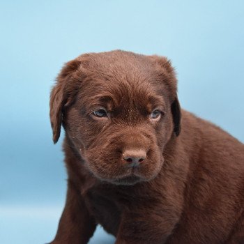 chiot Retriever du Labrador chocolat Collier turquoise élevage du Fond de la Noye