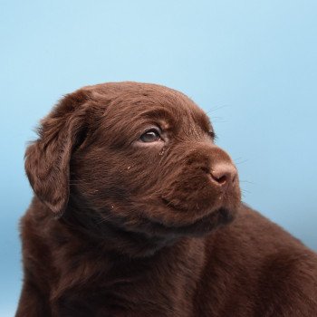 chiot Retriever du Labrador chocolat Collier turquoise élevage du Fond de la Noye