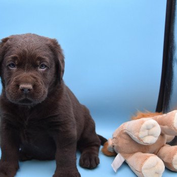 chiot Retriever du Labrador chocolat Collier turquoise élevage du Fond de la Noye