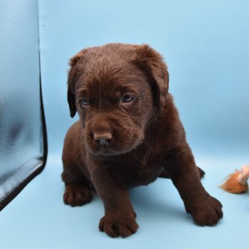 chiot Retriever du Labrador chocolat Collier turquoise élevage du Fond de la Noye