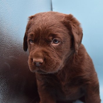 chiot Retriever du Labrador chocolat Collier turquoise élevage du Fond de la Noye