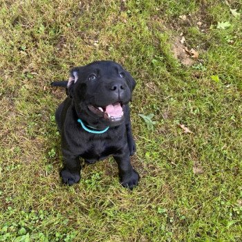 chiot Retriever du Labrador Noire collier turquoise élevage du Fond de la Noye