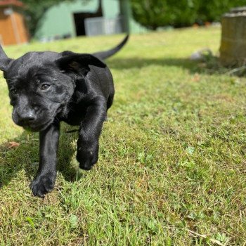 chiot Retriever du Labrador Noire collier turquoise élevage du Fond de la Noye