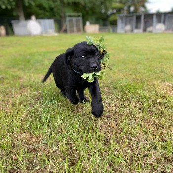 chiot Retriever du Labrador Noire collier turquoise élevage du Fond de la Noye