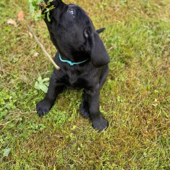 chiot Retriever du Labrador Noire collier turquoise élevage du Fond de la Noye