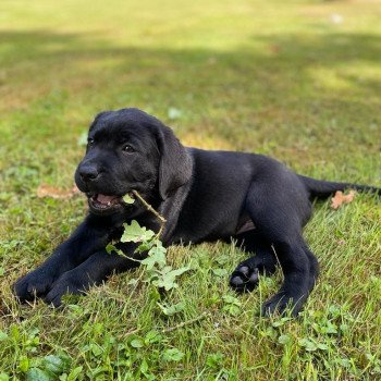 chiot Retriever du Labrador Noire collier turquoise élevage du Fond de la Noye