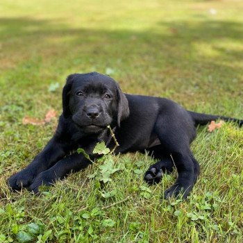 chiot Retriever du Labrador Noire collier turquoise élevage du Fond de la Noye