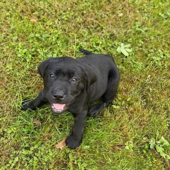 chiot Retriever du Labrador Noire collier turquoise élevage du Fond de la Noye